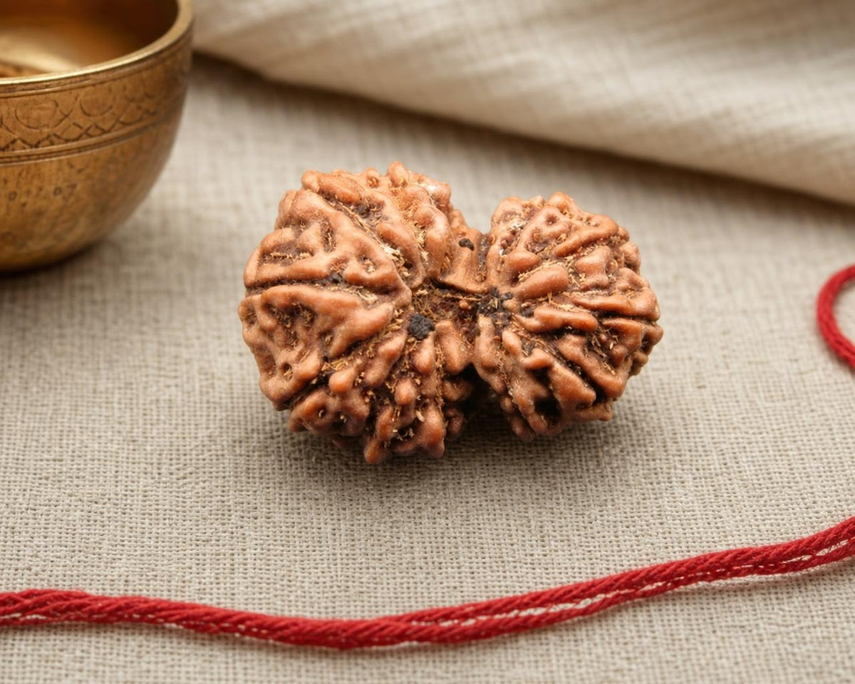 Natural 12 Mukhi Gauri Shankar Indonesian rudraksha bead with red string background close-up