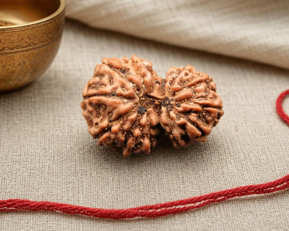 Natural 12 Mukhi Gauri Shankar Indonesian rudraksha bead with red string background close-up