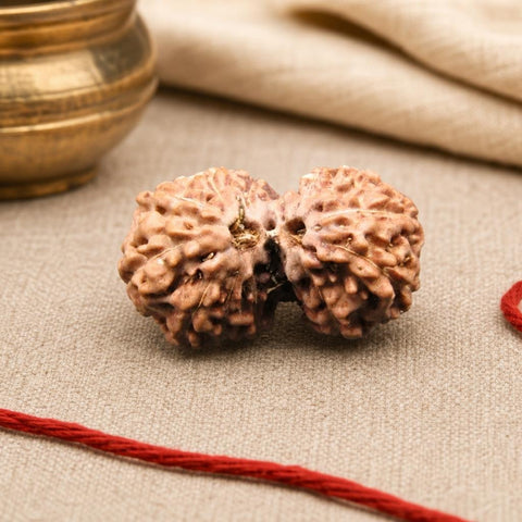 12 Mukhi Gauri Shankar Indonesia Natural Rudraksha 25.00 mm Rudraksha Report No. RDQ0044413