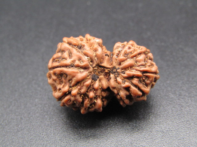 Natural 12 Mukhi Gauri Shankar Indonesian rudraksha bead front close-up on dark background