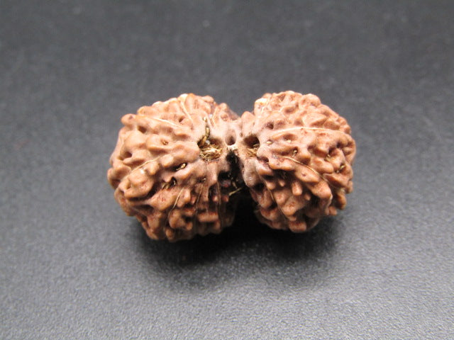 Natural 12 Mukhi Gauri Shankar rudraksha bead pair, close-up on dark background