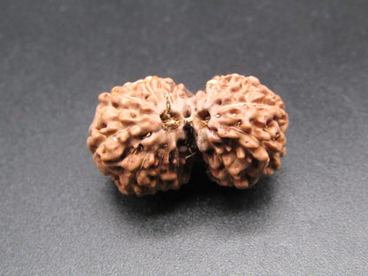 Natural 12 Mukhi Gauri Shankar rudraksha bead pair, close-up on dark background