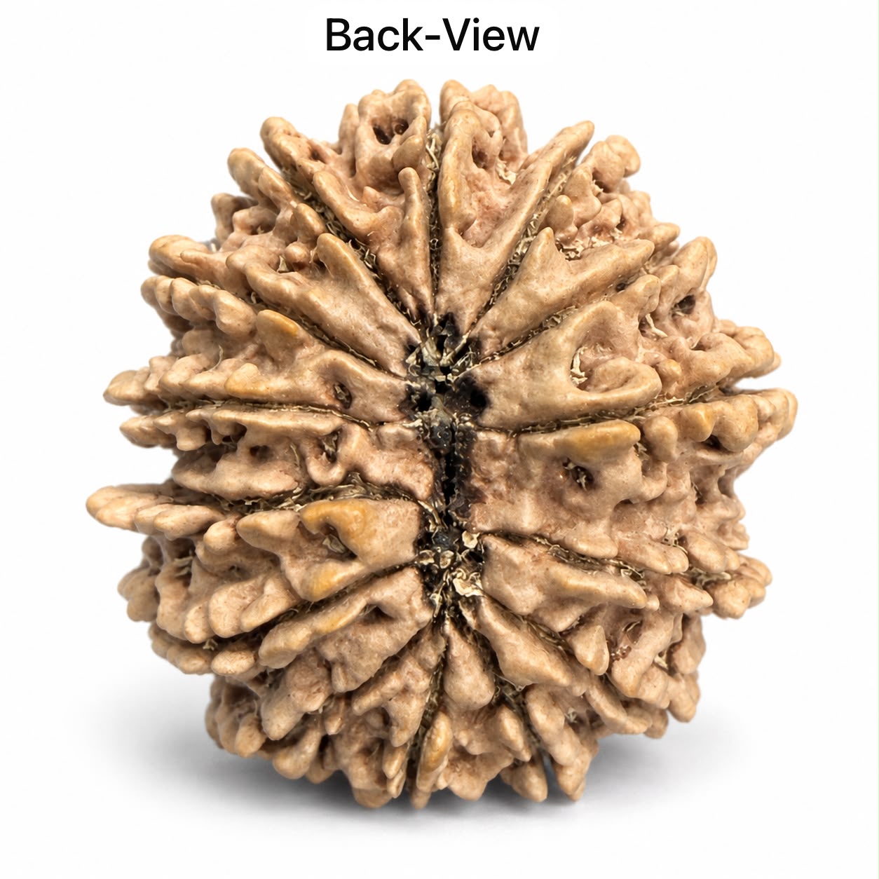 Natural 14 Mukhi Nepal rudraksha bead back view showing textured ridges