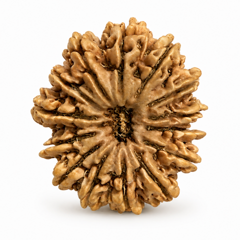14 Mukhi Nepal Natural Rudraksha 32.29 mm Rudraksha Report No. RDQ0043983
