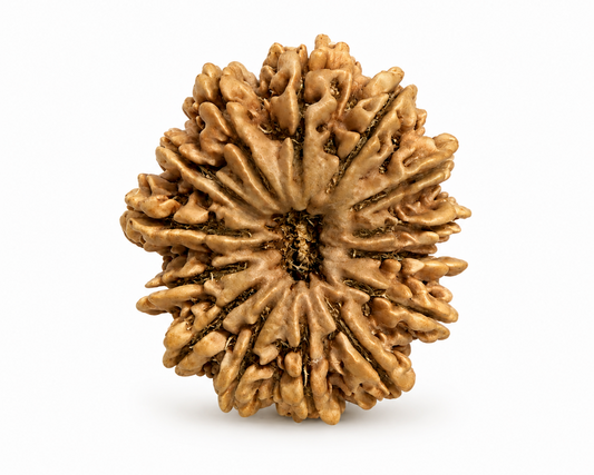 Natural 14 Mukhi Nepal rudraksha bead with 14 ridges and textured surface
