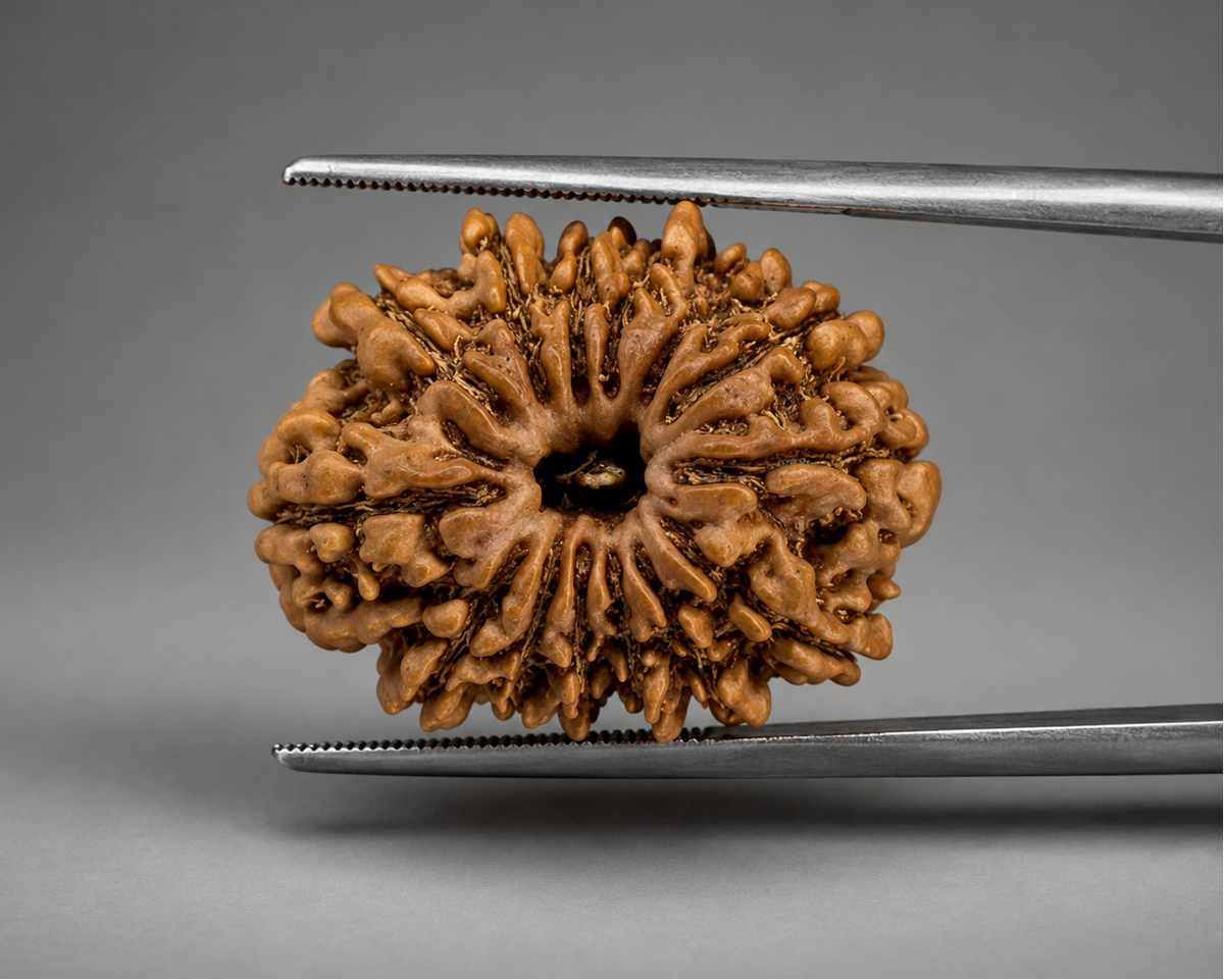 Natural 14 mukhi Nepal rudraksha bead held between tweezers, detailed face view