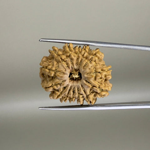 14 Mukhi Nepal 25.52 mm Natural Rudraksha Report No. RDGJ622476