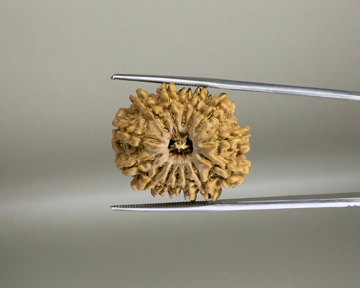 Natural 14 Mukhi Nepal rudraksha bead close-up with visible carved facets