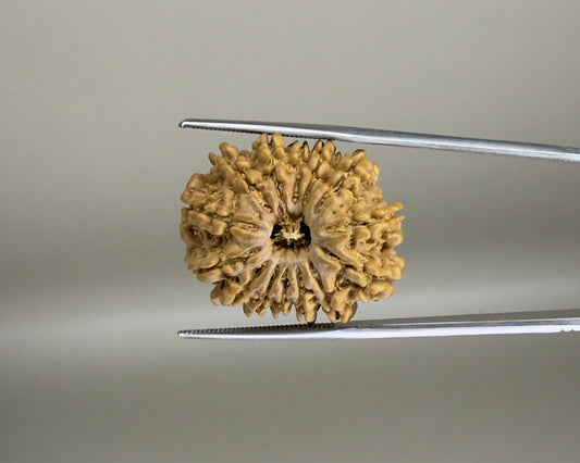 Natural 14 Mukhi Nepal rudraksha bead close-up with visible carved facets