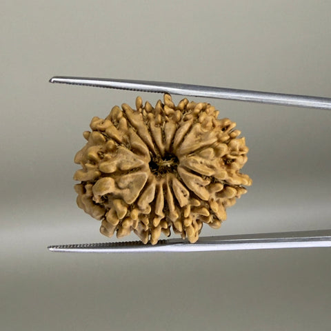 14 Mukhi Nepal 25.50 mm Natural Rudraksha Report No. RDGJ622616