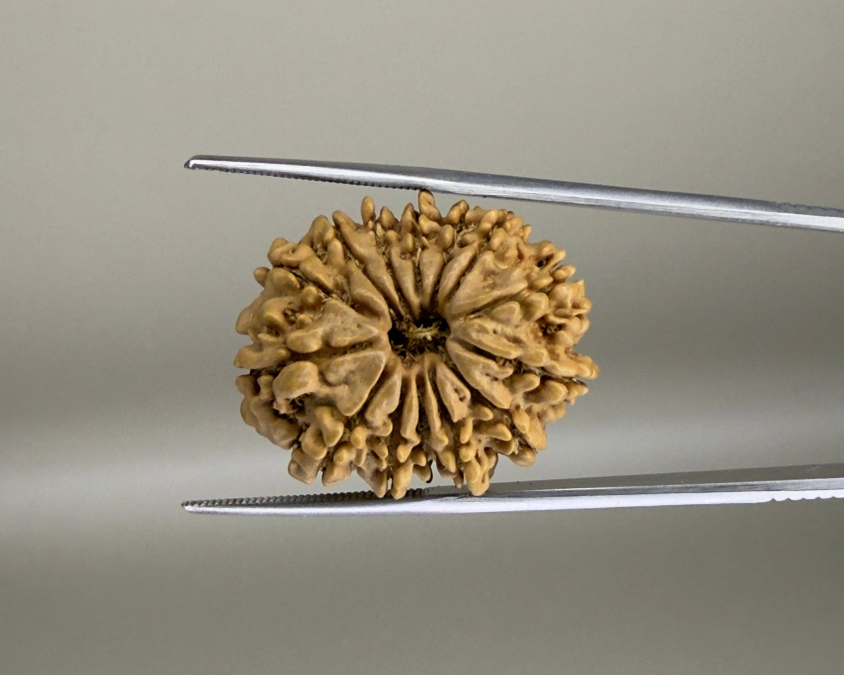 Natural 14 Mukhi Nepal rudraksha bead with carved fan-like grooves, close-up on metal tweezers