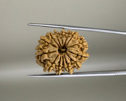 14 Mukhi Nepal 25.50 mm Natural Rudraksha Report No. RDGJ622616 product video 1