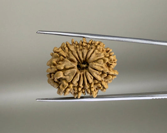 Natural 14 Mukhi Nepal rudraksha bead with carved fan-like grooves, close-up on metal tweezers