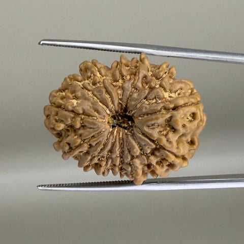 14 Mukhi Nepal 25.90 mm Natural Rudraksha Report No. RDGJ622617