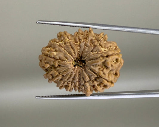 Natural 14 Mukhi Nepal rudraksha bead with segmented grooves shown close-up
