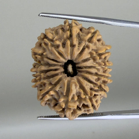 14 Mukhi Nepal 26.00 mm Natural Rudraksha Report No. RDGJ622478