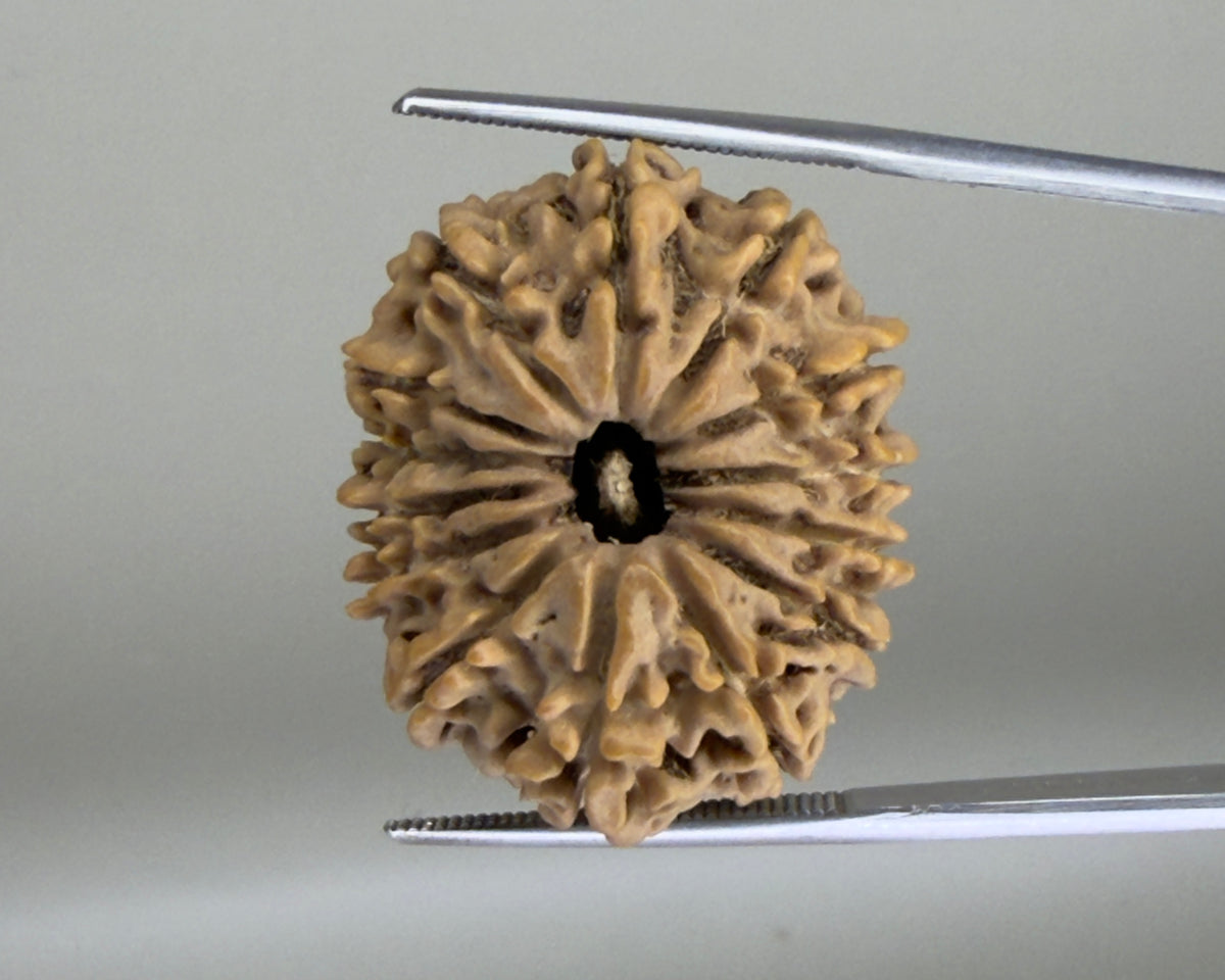 Natural 14 Mukhi Nepal rudraksha with open center, close-up view on metal measuring rods
