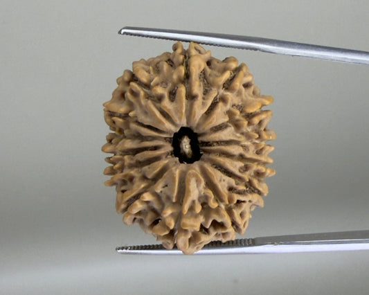 Natural 14 Mukhi Nepal rudraksha with open center, close-up view on metal measuring rods