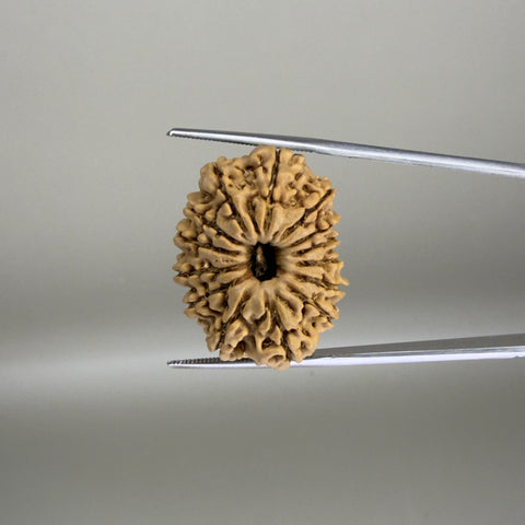14 Mukhi Nepal 26.11 mm Natural Rudraksha Report No. RDGJ622614