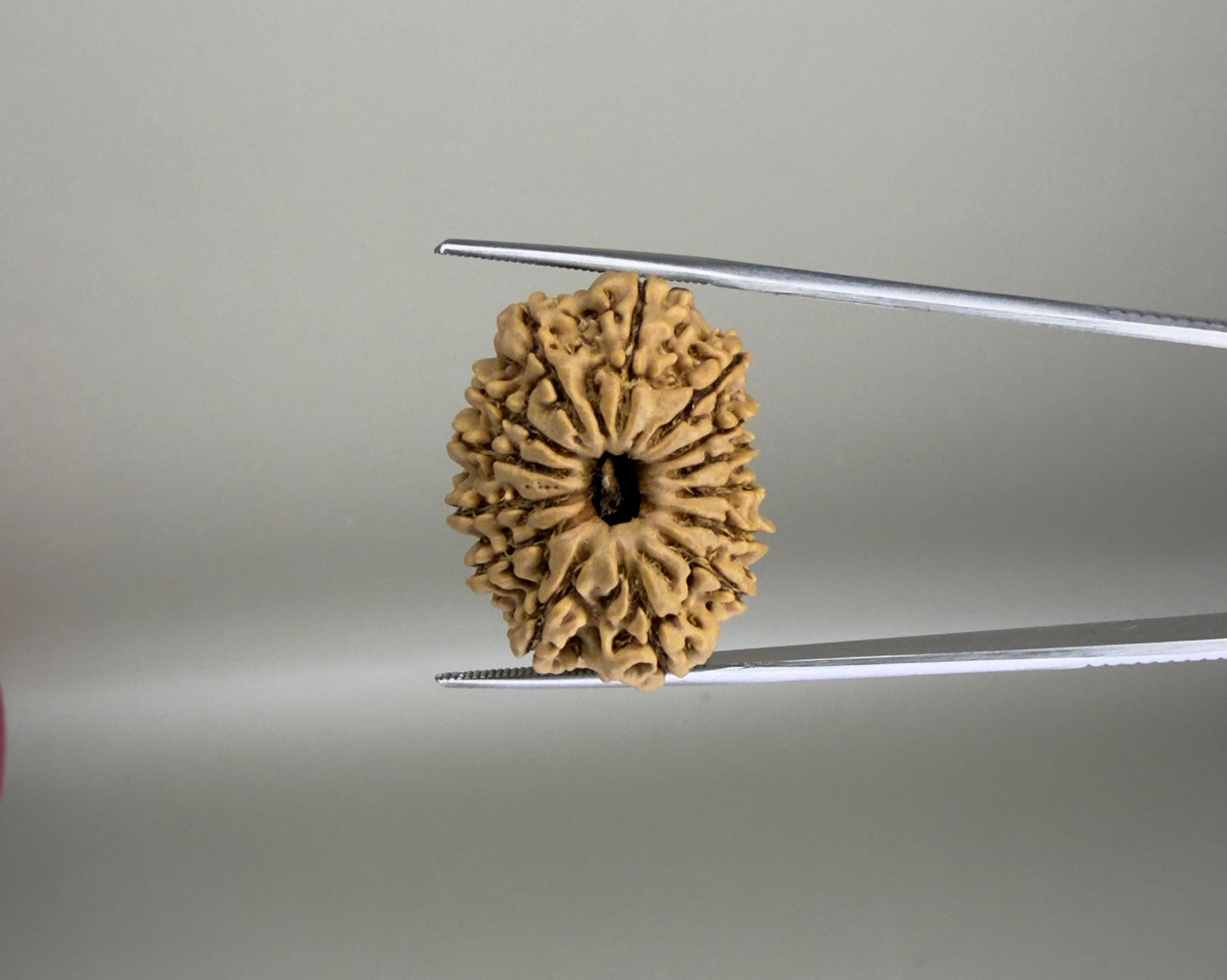 Natural 14 Mukhi Nepal rudraksha bead with carved facets close-up held by caliper