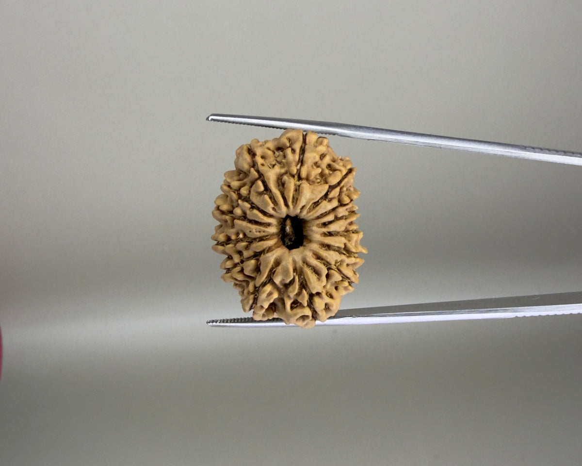 Natural 14 Mukhi Nepal rudraksha bead with carved facets close-up held by caliper