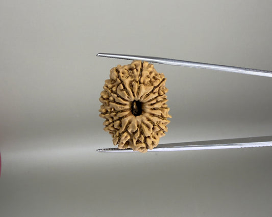 Natural 14 Mukhi Nepal rudraksha bead with carved facets close-up held by caliper
