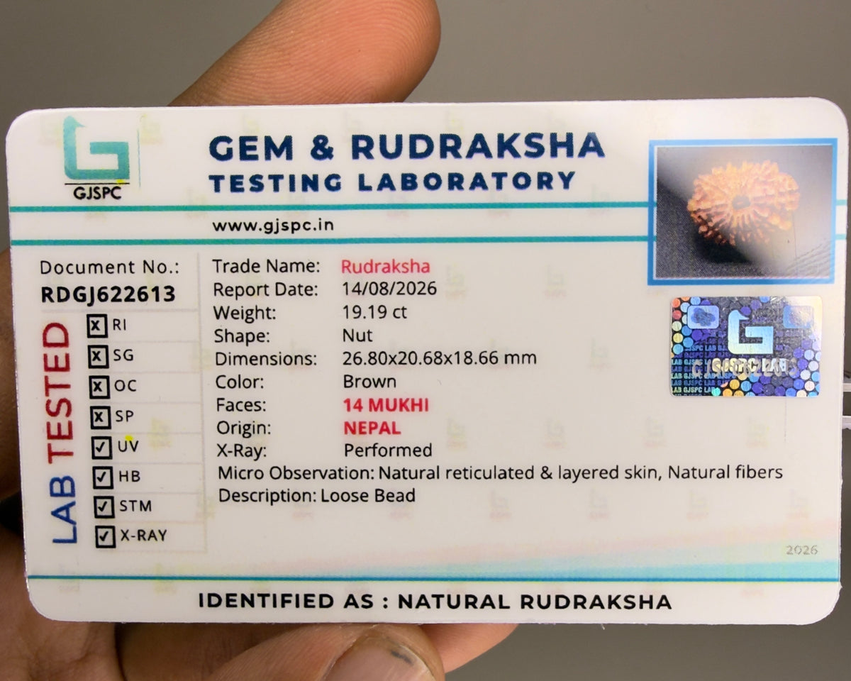 Gem & Rudraksha testing laboratory report card for natural rudraksha, 14 mukhi Nepal