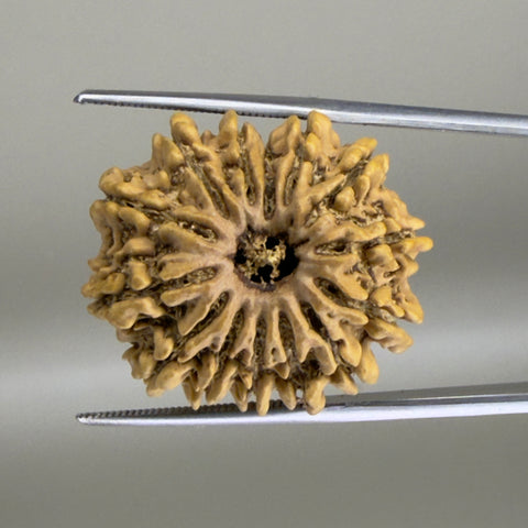 14 Mukhi Nepal 25.03 mm Natural Rudraksha Report No. RDGJ622612