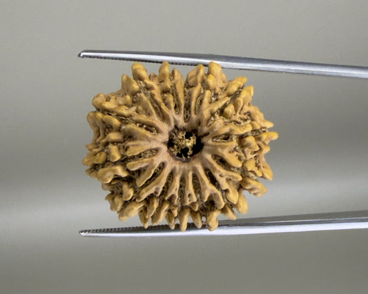 Natural 14 Mukhi Nepal rudraksha nut with carved spiral ridges shown up close