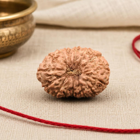 14 Mukhi Indonesia Natural Rudraksha 20.80 mm Rudraksha Report No. RDQ0044296