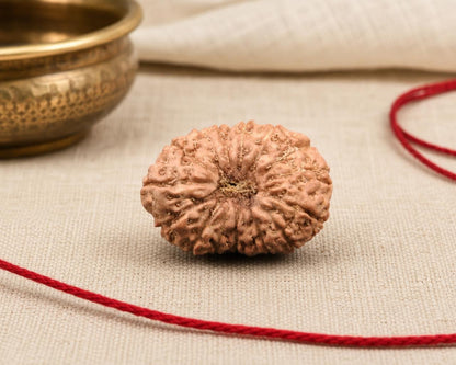 Natural 14 Mukhi Indonesian rudraksha bead with 20.80 mm size shown on fabric with red thread