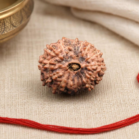 14 Mukhi Indonesia Natural Rudraksha 20.40 mm Rudraksha Report No. RDQ0044291