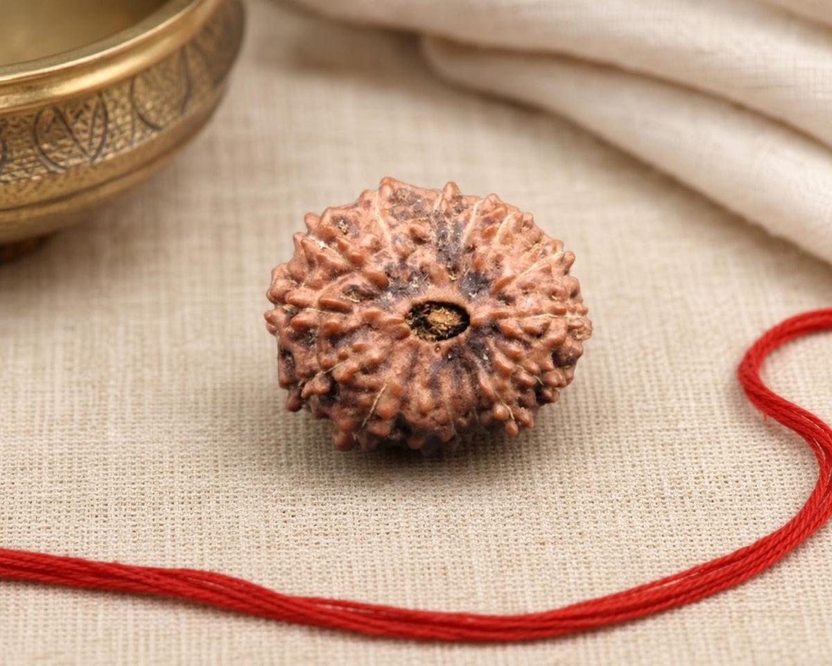 Natural 14 Mukhi Indonesian rudraksha bead with a red string on beige fabric