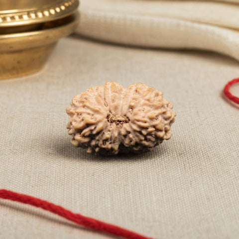 14 Mukhi Indonesia Natural Rudraksha 17.16 mm Rudraksha Report No. RDQ0044276