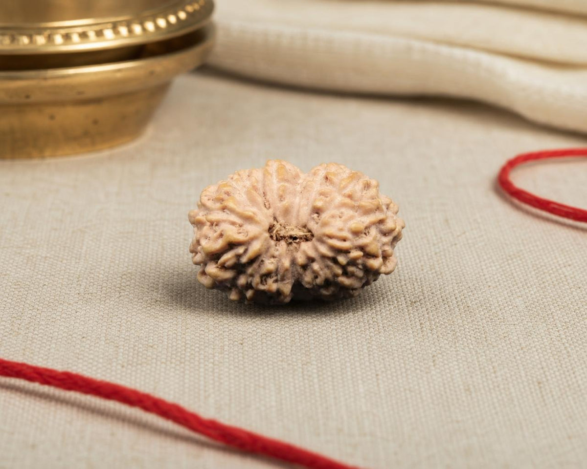 Natural 14 Mukhi rudraksha seed with detailed carved grooves on fabric background