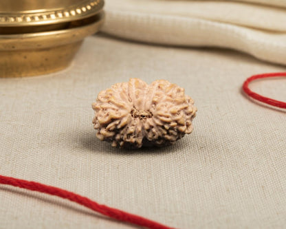 Natural 14 Mukhi rudraksha seed with detailed carved grooves on fabric background