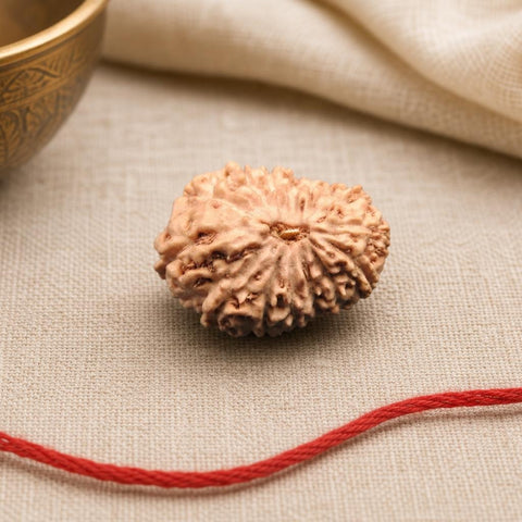 14 Mukhi Indonesia Natural Rudraksha 18.80 mm Rudraksha Report No. RDQ0044281