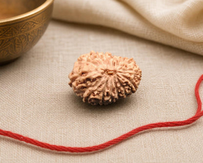 Natural 14 Mukhi Indonesian rudraksha seed with red string on beige fabric