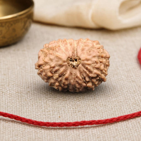 14 Mukhi Indonesia Natural Rudraksha 19.23 mm Rudraksha Report No. RDQ0044285