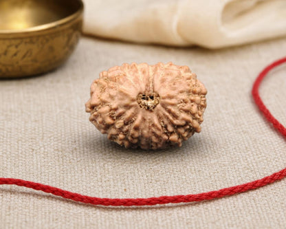 Natural 14 Mukhi Indonesia rudraksha bead with red string, close-up on fabric
