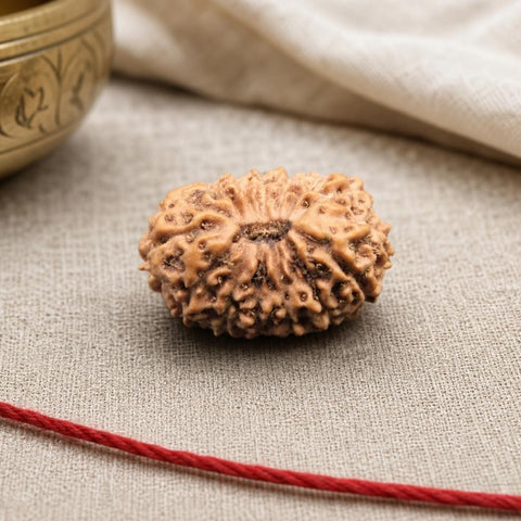 15 Mukhi Indonesia Natural Rudraksha 17.35 mm Rudraksha Report No. RDQ0044278
