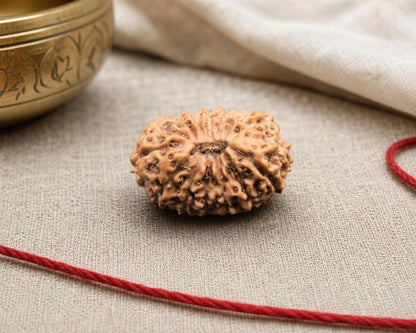 Natural 15 Mukhi Indonesia rudraksha bead with red thread on textured fabric background