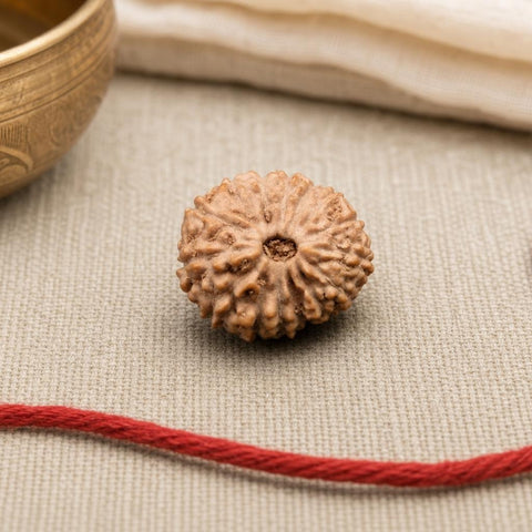 15 Mukhi Indonesia Natural Rudraksha 17.10 mm Rudraksha Report No. RDQ0044287