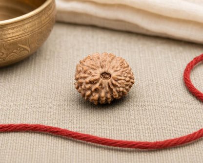 Natural 15 Mukhi Indonesia rudraksha seed with red string, close-up on beige fabric