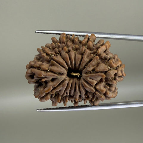 15 Mukhi Nepal 31.44 mm Natural Rudraksha Report No. RDGJ622595