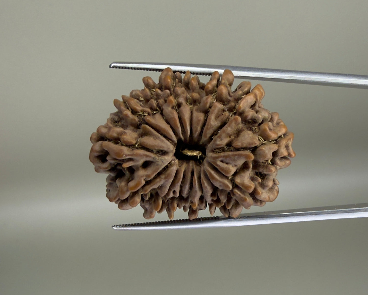 Natural 15 Mukhi Nepal rudraksha bead with carved facets on a chain clip