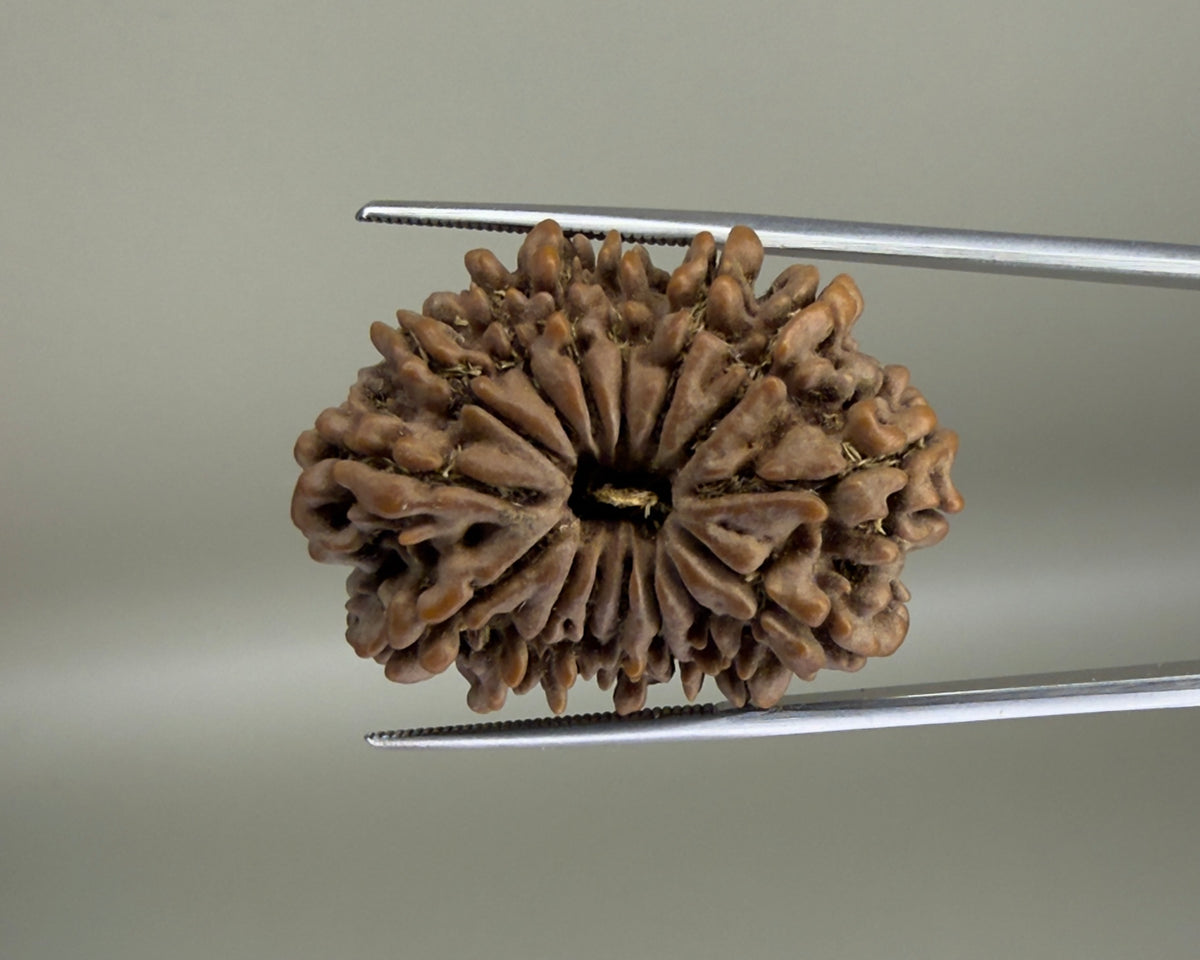 Natural 15 Mukhi Nepal rudraksha bead with carved facets on a chain clip