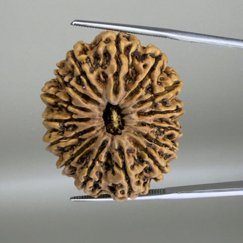 15 Mukhi Nepal 30.42 mm Natural Rudraksha Report No. RDGJ622610