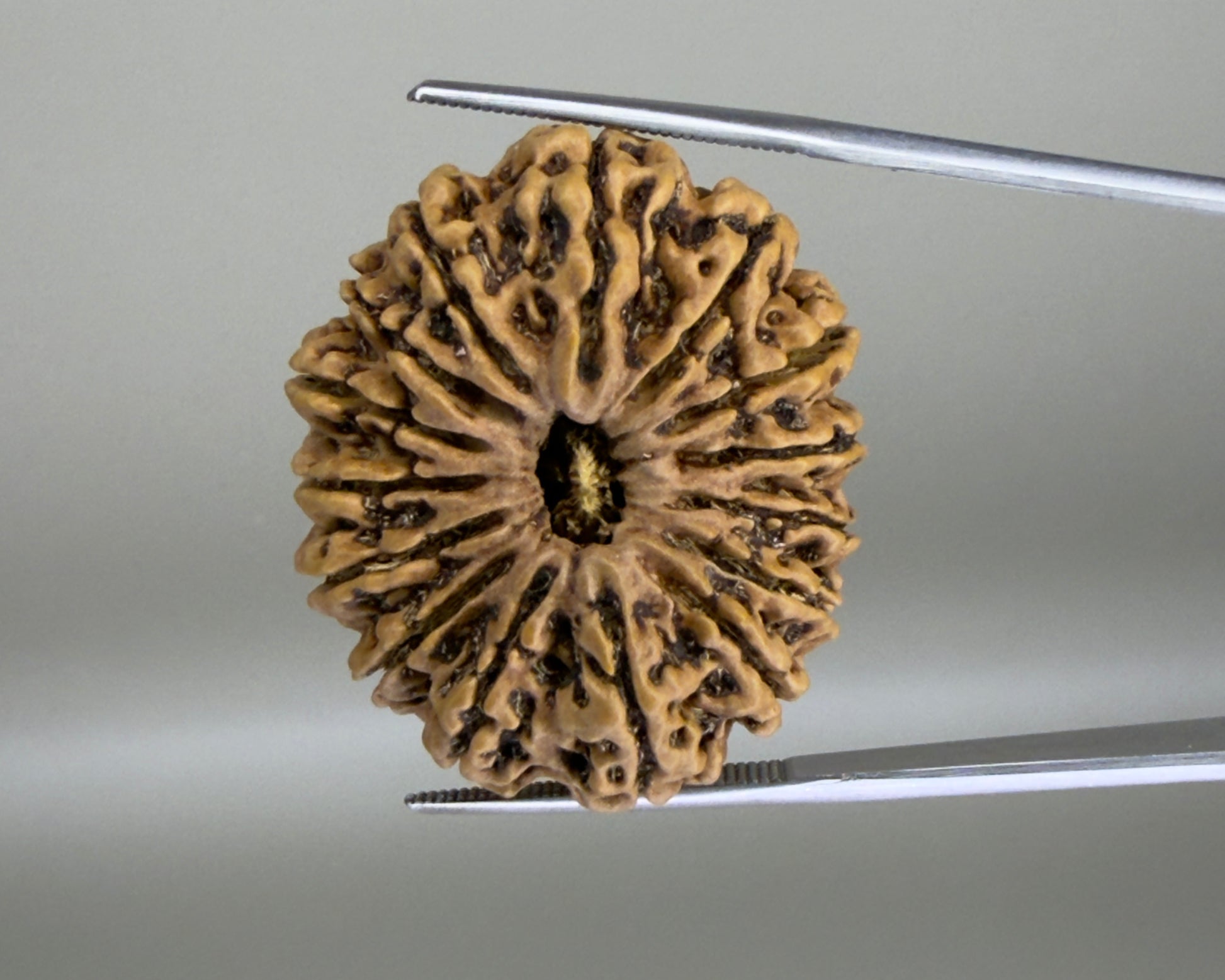 Close-up of natural 15 Mukhi Nepal rudraksha bead with carved ridges and central groove
