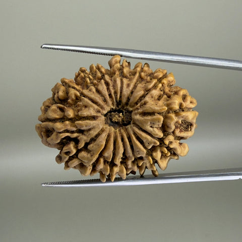 15 Mukhi Nepal 33.45 mm Natural Rudraksha Report No. RDGJ622609